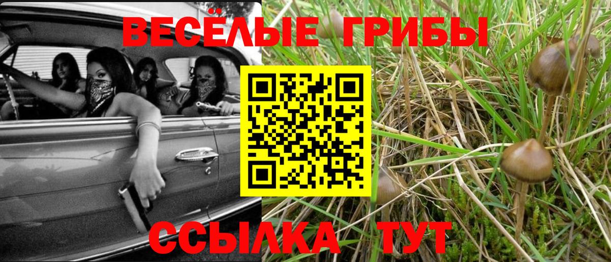 Галлюциногенные грибы Magic Shrooms  Псилоцибиновые грибы Psilocybine cubensis  Кохма  Вход с VPN 