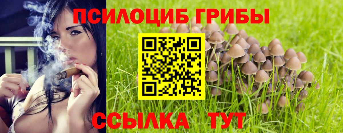 Галлюциногенные грибы Psilocybe Кохма